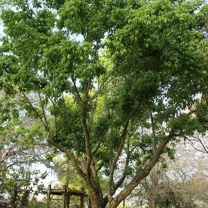 thumbnail for publication: Acer negundo: Boxelder